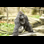 HARAMBE
