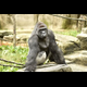 HARAMBE