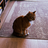 Logo of Ansem's Cat