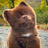 Logo of Bertram The Pomeranian