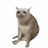 Logo of Cash Cat