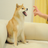 Logo of Feisty Doge NFT