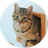 Logo of Ginnan The Cat