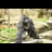 Logo of Harambe