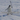 Penguin Tariff logo