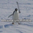 Logo of Penguin Tariff