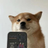 Logo of SelfieDogCoin