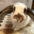 Logo of Solport Tom's bunny Lola