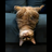 Logo of upsidedowncat