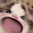 Logo of WAWA CAT